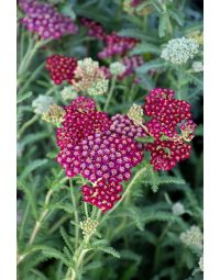 Achillea, Compact Yarrow 'New Vintage™ Red'