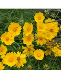 Coreopsis, Lanceleaf Tickseed 'Minnesota Native'