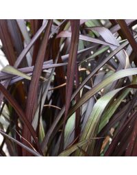 Pennisetum, Fountain Grass 'First Knight'
