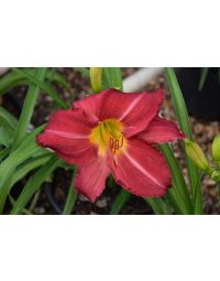 Hemerocallis, Red Daylily 'Charles Johnston'