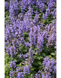 Nepeta, Cat's Meow Catmint 'Purrsian Blue'