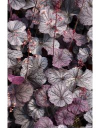 Heuchera, Silver Leaf Coral Bells 'Northern Exposure™ Silver'
