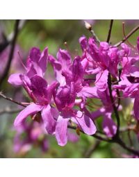 Rhododendron, Azalea 'Lilac Lights™'