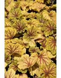 Heuchera, Bicolor Leaf Coral Bells 'Red Lightning'