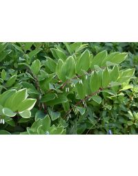 Polygonatum, Solomon's Seal 'Variegated'