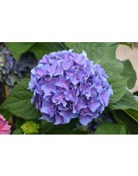 Hydrangea, Bigleaf 'Let’s Dance® Blue Jangles'