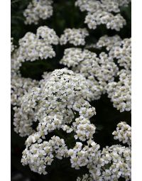 Achillea, Compact Yarrow 'New Vintage™ White'