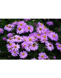 Aster, Michaelmas Daisy 'Wood's Pink'