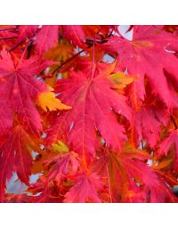 Acer, Korean Maple (Large Sizes)