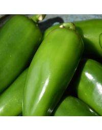 Capsicum, Hot Chili Pepper 'Jalapeno'