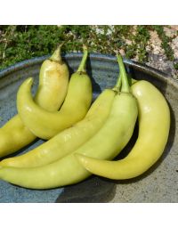 Capsicum, Sweet Tapered Pepper 'Banana'