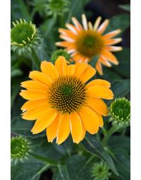 Echinacea, Coneflower 'Sombrero® Granada Gold'