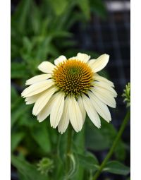 Echinacea, Coneflower 'Mellow Yellows'