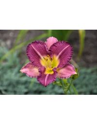 Hemerocallis, Purple Daylily 'Entrapment'