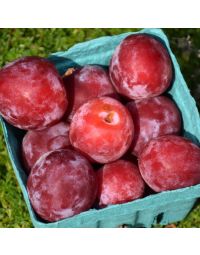 Prunus, Plum 'Waneta' 