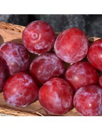 Prunus, Plum 'Superior'