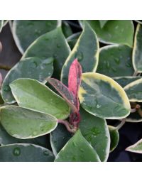 Hoya Carnosa, Wax Plant 'Krimson Queen'