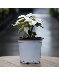 White J'Adore Poinsettia in Bare Pot
