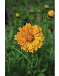 Coreopsis, Large Flowered Tickseed 'Jethro Tull'