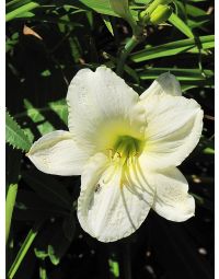 Hemerocallis, White Daylily 'Joan Senior'