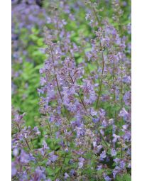 Nepeta, Cat's Meow Catmint 'Junior Walker™'