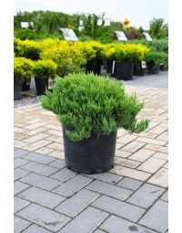 Juniperus, Savin Juniper 'Blue Forest'