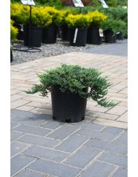 Juniperus, Creeping Juniper 'Blue Prince'