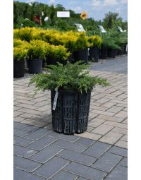 Juniperus, Common Juniper 'Blueberry Delight®'