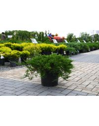 Juniperus, Savin Juniper 'Buffalo'