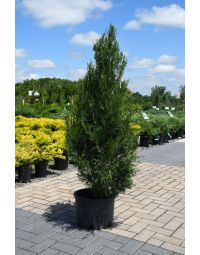 Juniperus, Virginian Juniper 'Emerald Feather™'