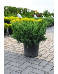 Juniperus, Chinese Juniper 'Maney'