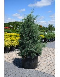 Juniperus, Rocky Mountain Juniper 'Medora'