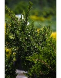 Juniperus, Chinese Juniper 'Mint Julep®'