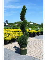 Juniperus, Chinese Juniper 'Mint Julep®'