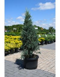 Juniperus, Rocky Mountain Juniper 'Moonglow'