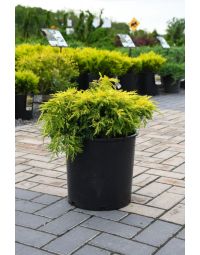 Juniperus, Hybrid Juniper 'Saybrook Gold®'