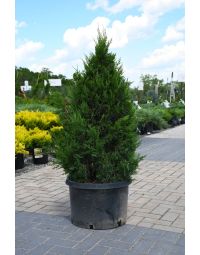 Juniperus, Chinese Juniper 'Spartan'