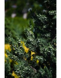 Juniperus, Chinese Juniper 'Trautman'