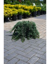 Juniperus, Creeping Juniper 'Wilton Blue Rug'