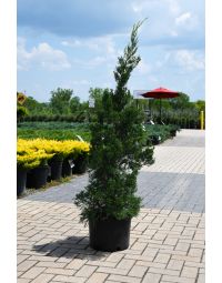 Juniperus, Chinese Juniper 'Hetz Green'