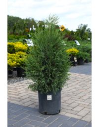 Juniperus, Rocky Mountain Juniper 'Medora'