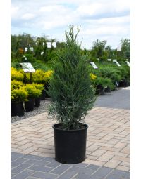Juniperus, Rocky Mountain Juniper 'Sky Rocket'