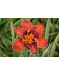 Hemerocallis, Orange Daylily 'Mighty Chestnut'