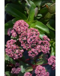 Sedum, Stonecrop 'Double Martini'