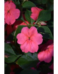 Impatiens, Beacon® 'Coral'