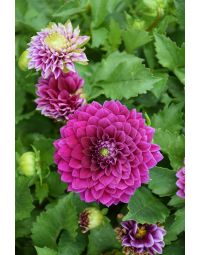 Dahlia, Venti™ 'Royal Purple'