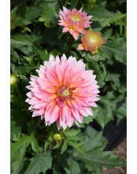 Dahlia, Venti™ 'Passion Fruit'