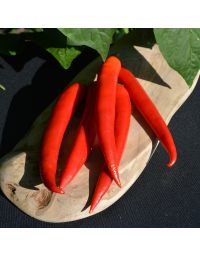 Capsicum, Hot Thai Pepper 'Super Chili'