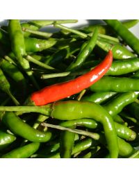 Capsicum, Hot Thai Pepper