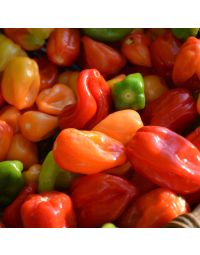 Capsicum, Hot Habanero Pepper